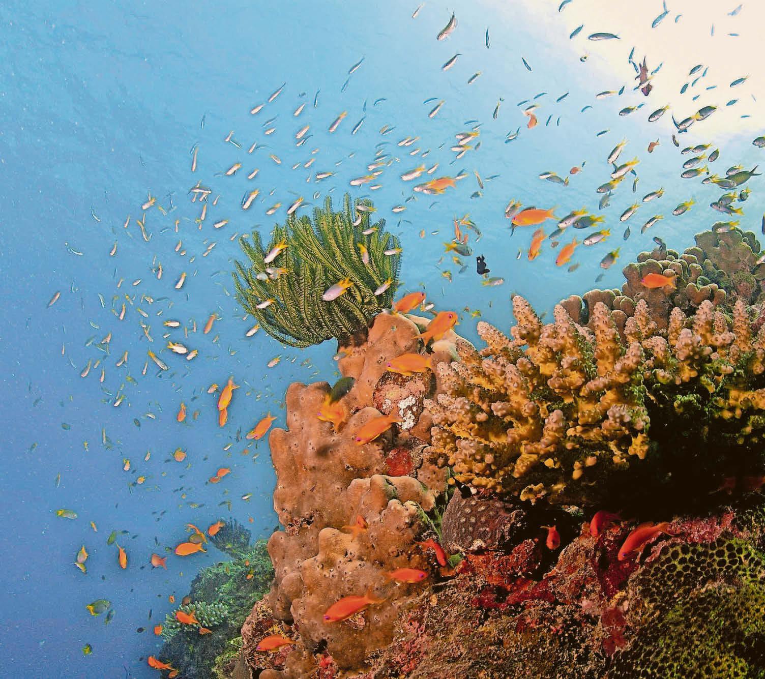 Tynged riffiau cwrel yn gysylltiedig â grymoedd cefnforol cudd o dan yr wyneb, medd gwyddonwyr