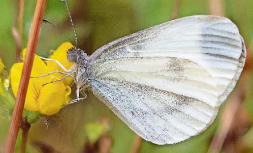 Very rare butterfly 'recolonising Wales'
