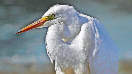 First for Wales as Great White Egrets breed on Anglesey