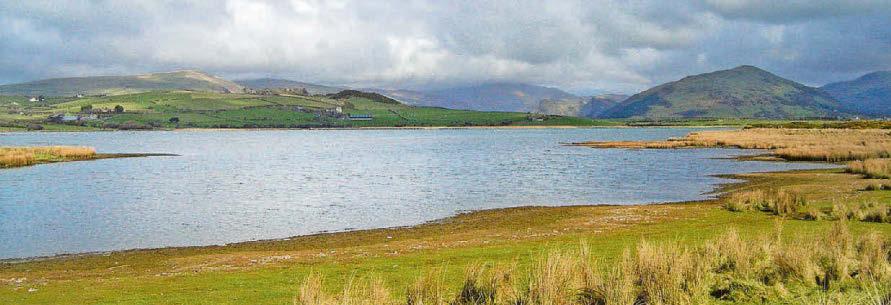 'Toxicity' alert after dog's death at beauty spot lagoon