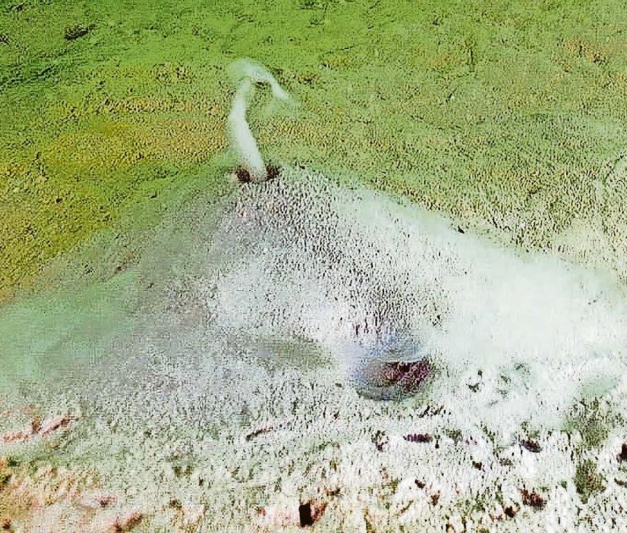 Secrets of Muddy Hollow