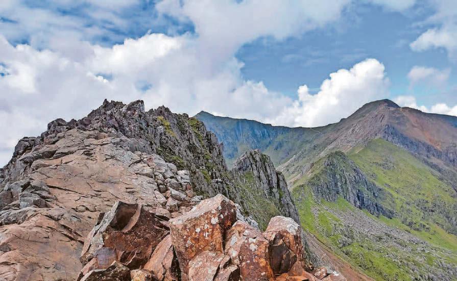 PETS ON A KNIFE-EDGE