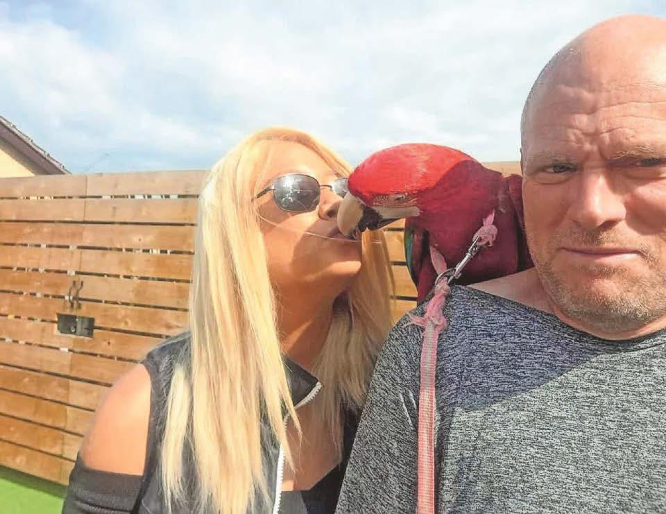 PARROT'S FIT OF PIQUE