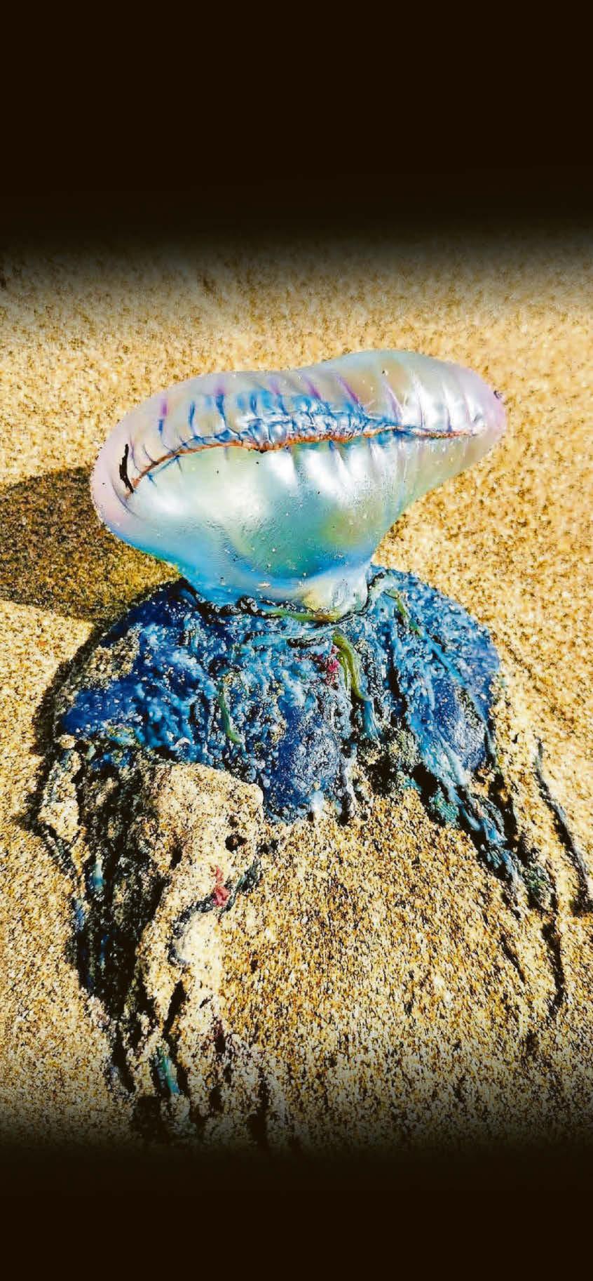 Deadly man o' war found on popular beach
