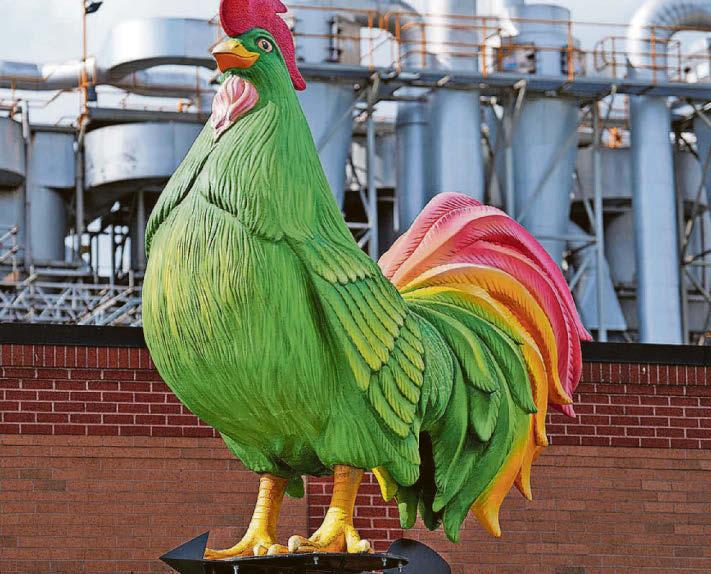 THE ROOSTER HAS LANDED