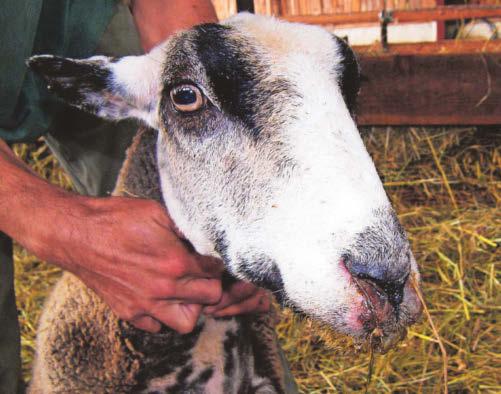 Two more cases of deadly Bluetongue virus found in Wales