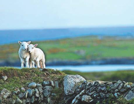 YNYS ENLLI FARMING TENANCY UP FOR GRABS FOR FIRST TIME SINCE 2007