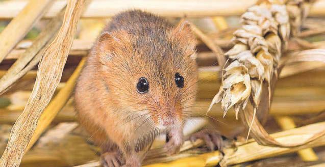 CALL FOR HARVEST MOUSE SURVEY HELP