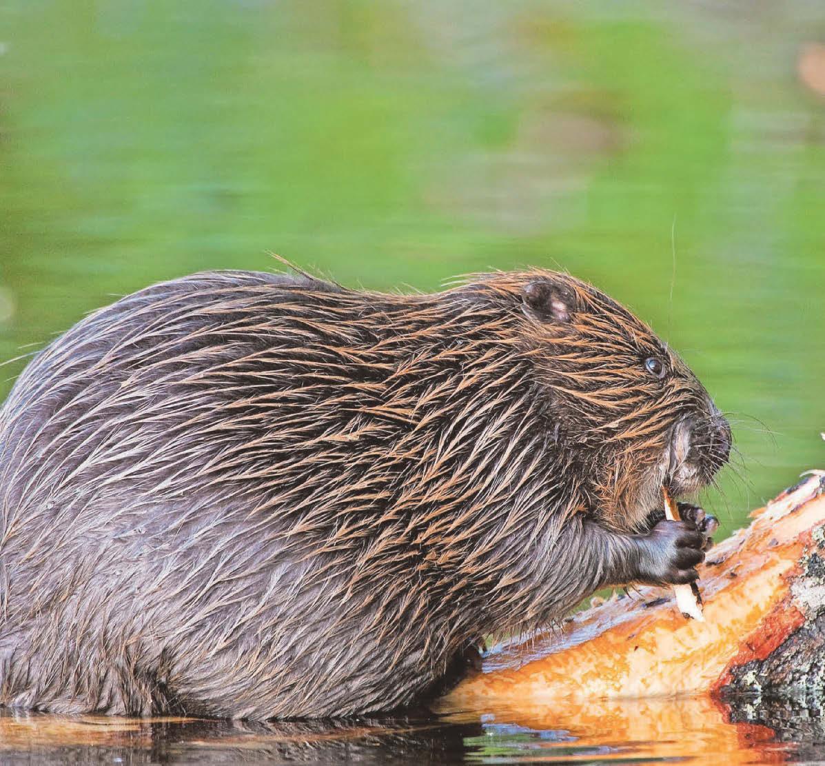 'Dam good' says minister as he confirms beavers to be official native species