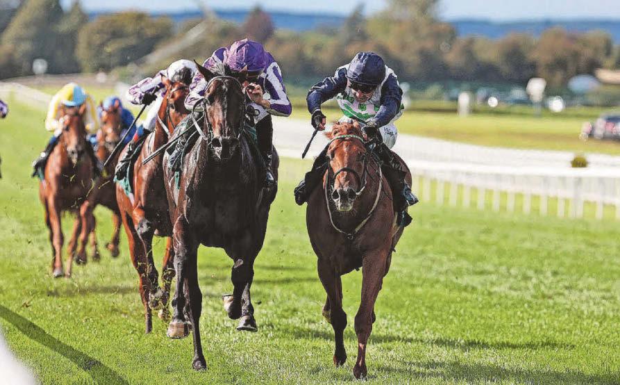 Surrey Belle looks set to strike in the Cesarewitch