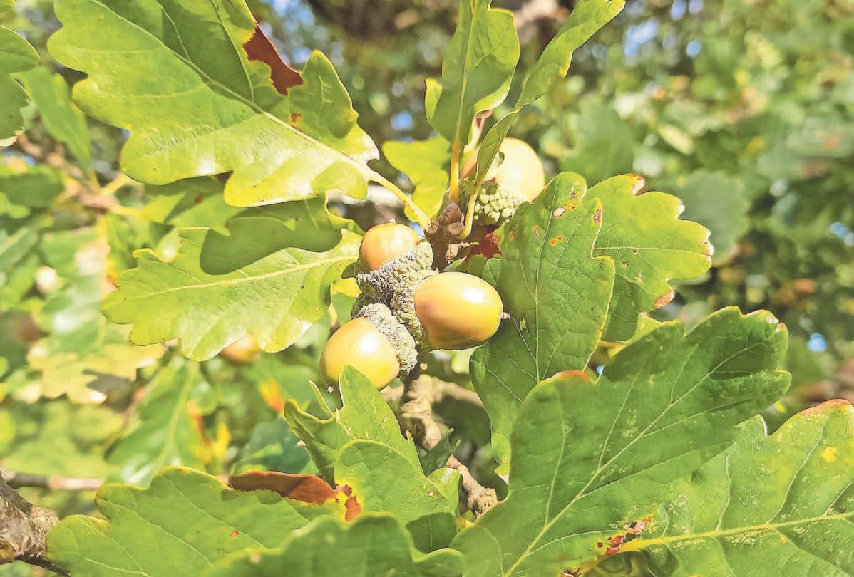 Pam mae'n flwyddyn fawr i ffrwythau'r goedwig