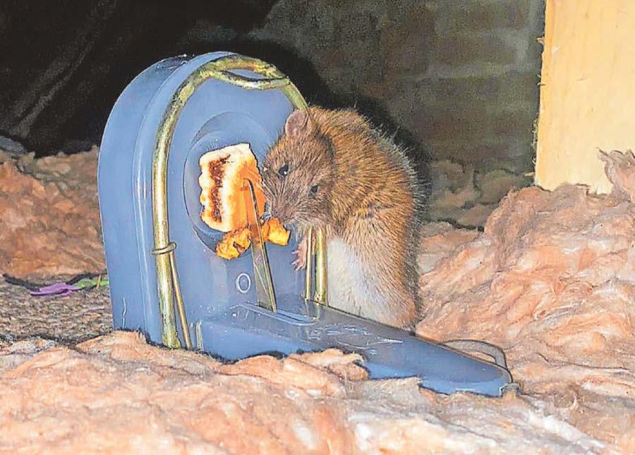 'Rat plagued' family beg council to find them a new home