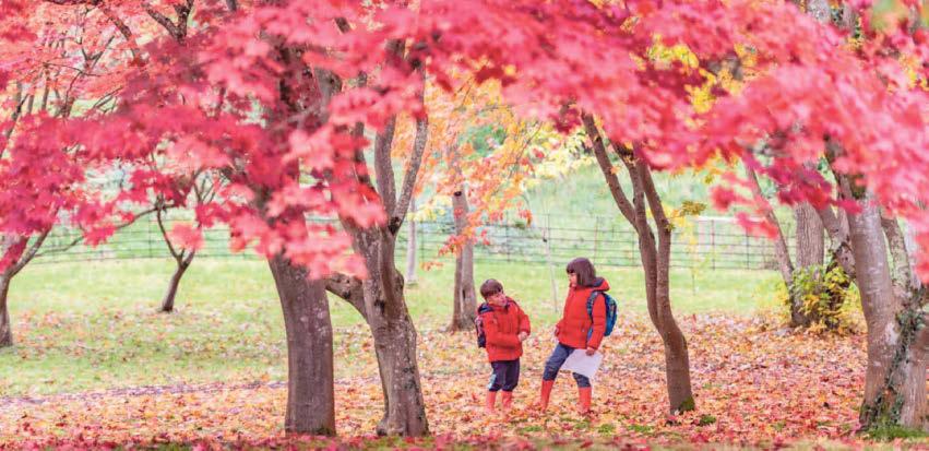 Halloween illuminations, pumpkin carving and spooky trails - autumn adventures await in Wales