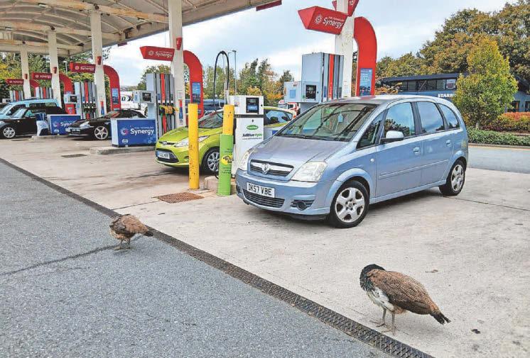PEACOCK FAMILY GROWTH FUELLED