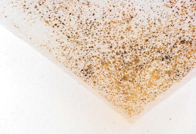Mum and children left living in 'unacceptable conditions' in home with damp and mould