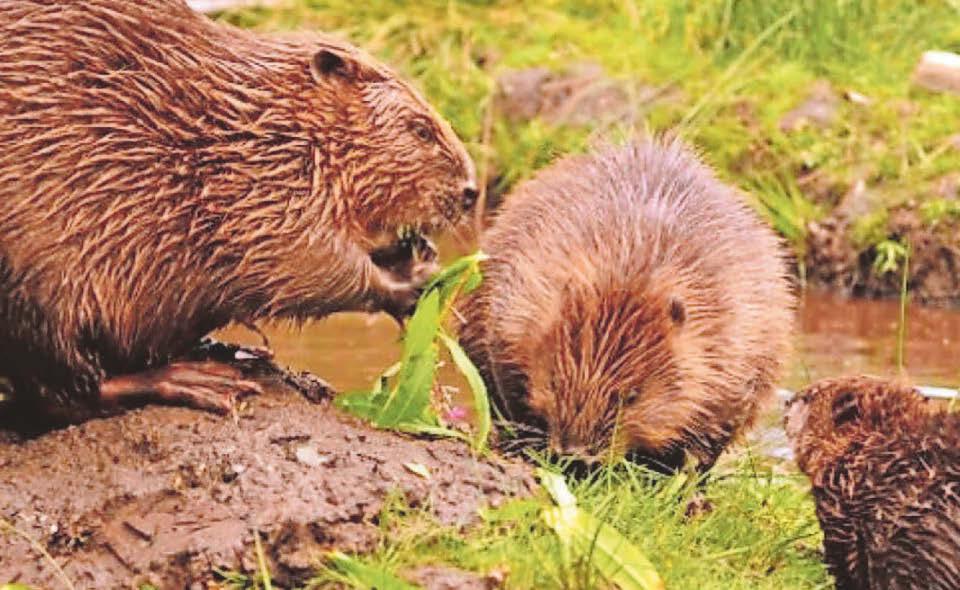 Nature reserve visitors are to be given a closer look at beaver family