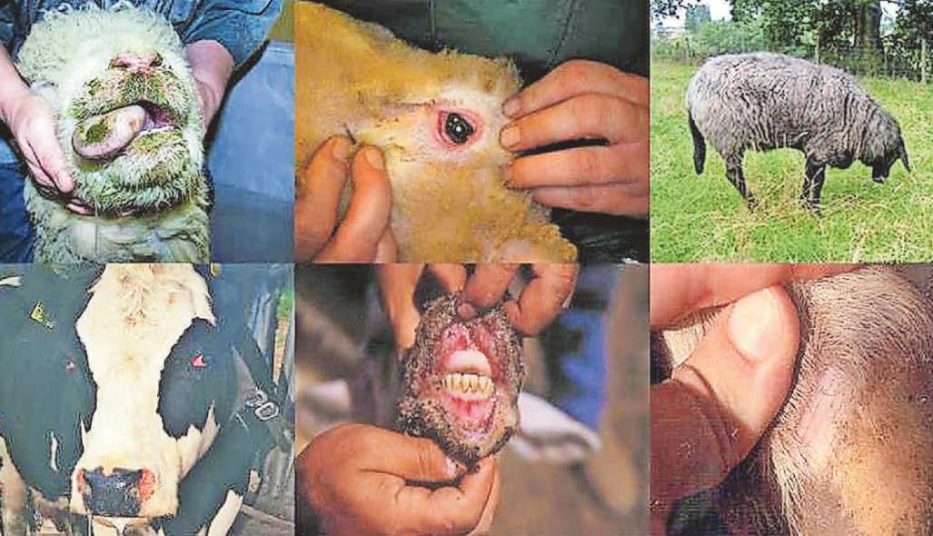 Changes to Bluetongue controls are welcomed