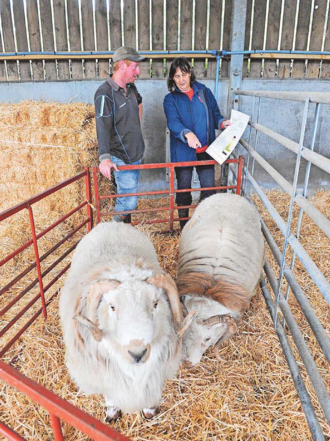 Ram aid: The farm using data to build a better flock