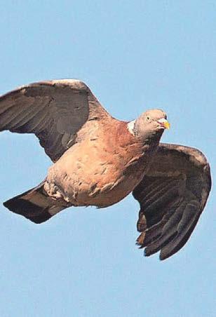 Pigeons move in mysterious ways