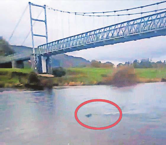 Seal takes wrong turn and heads for the hills