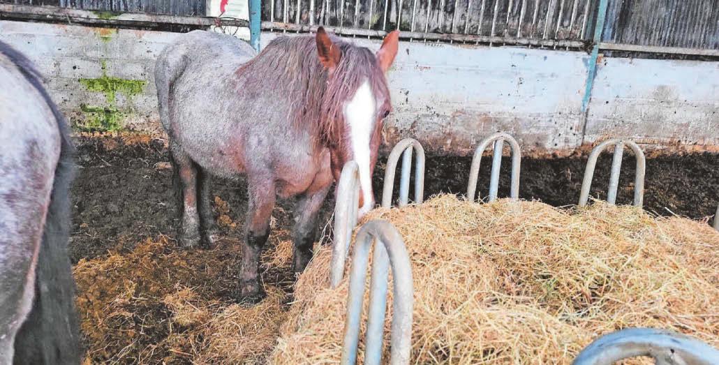 Six horses in 'dreadful' condition put to sleep