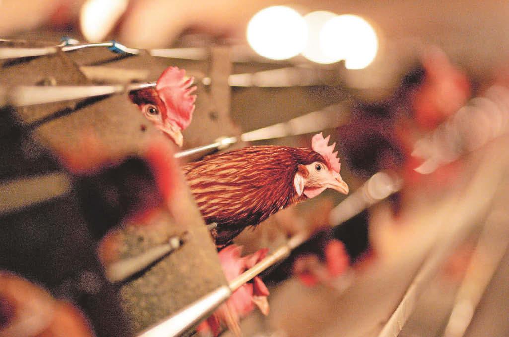 New controls unveiled to curb bird flu spread