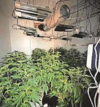 Police find cannabis farm in raid at 'residential address'