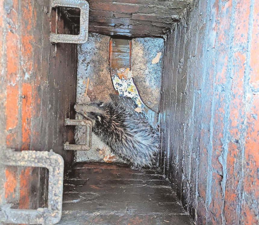 BADGER WHO FELL DOWN MANHOLE RESCUED