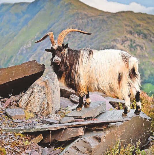 Goats on the go: How TikTok trails for visitors are forcing the herds down mountain