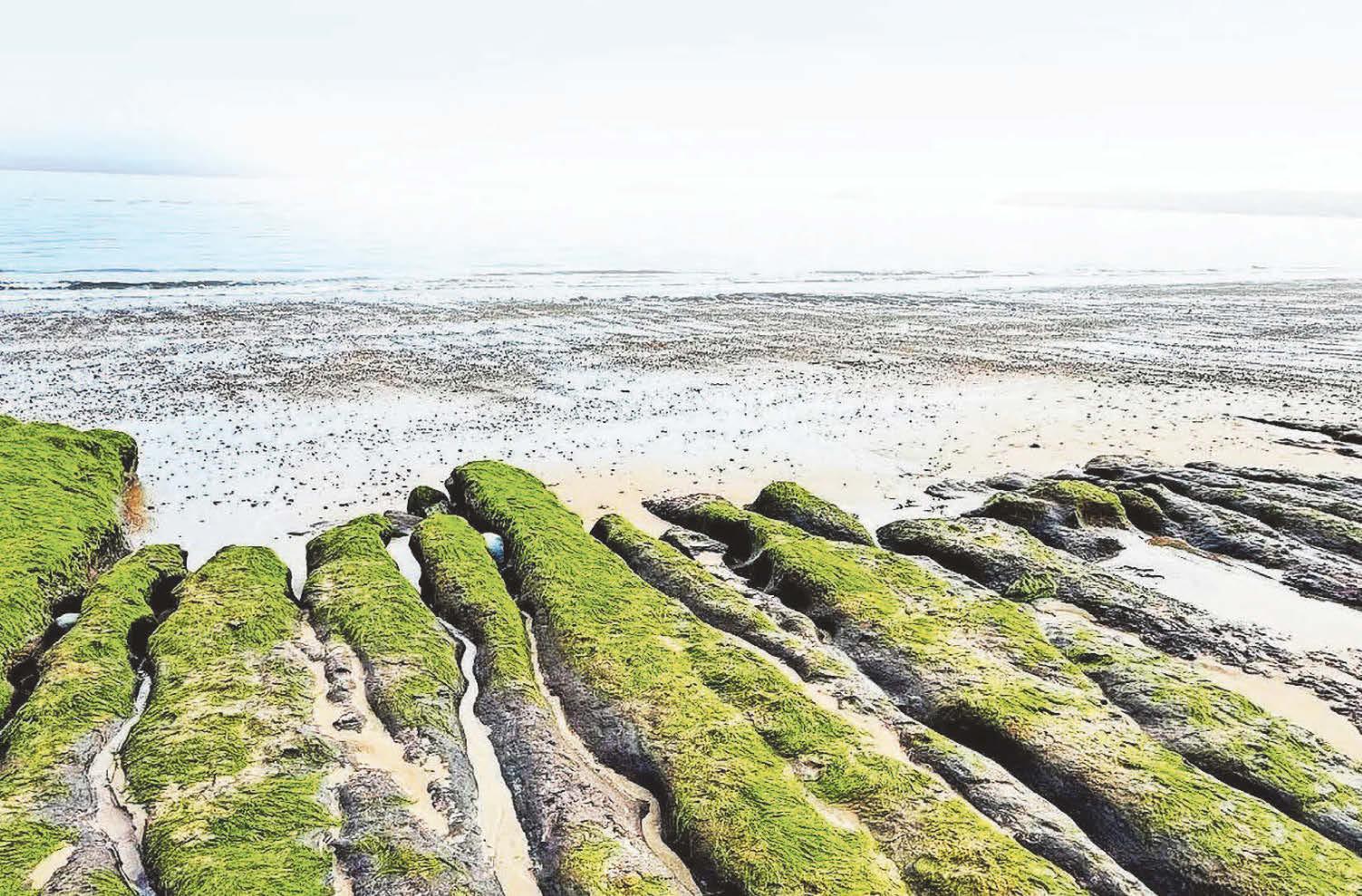 Low tides uncover echoes of a prehistoric landscape on sand