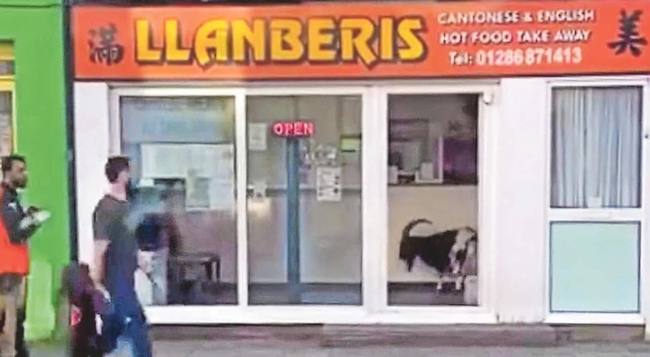 Hungry goat pops to Chinese takeaway and no one bats an eyelid
