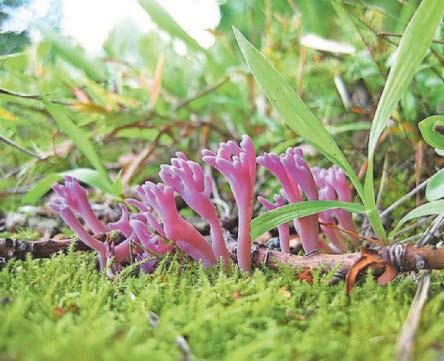 Gogledd Cymru'n bwysig fel noddfa i ffyngau prin