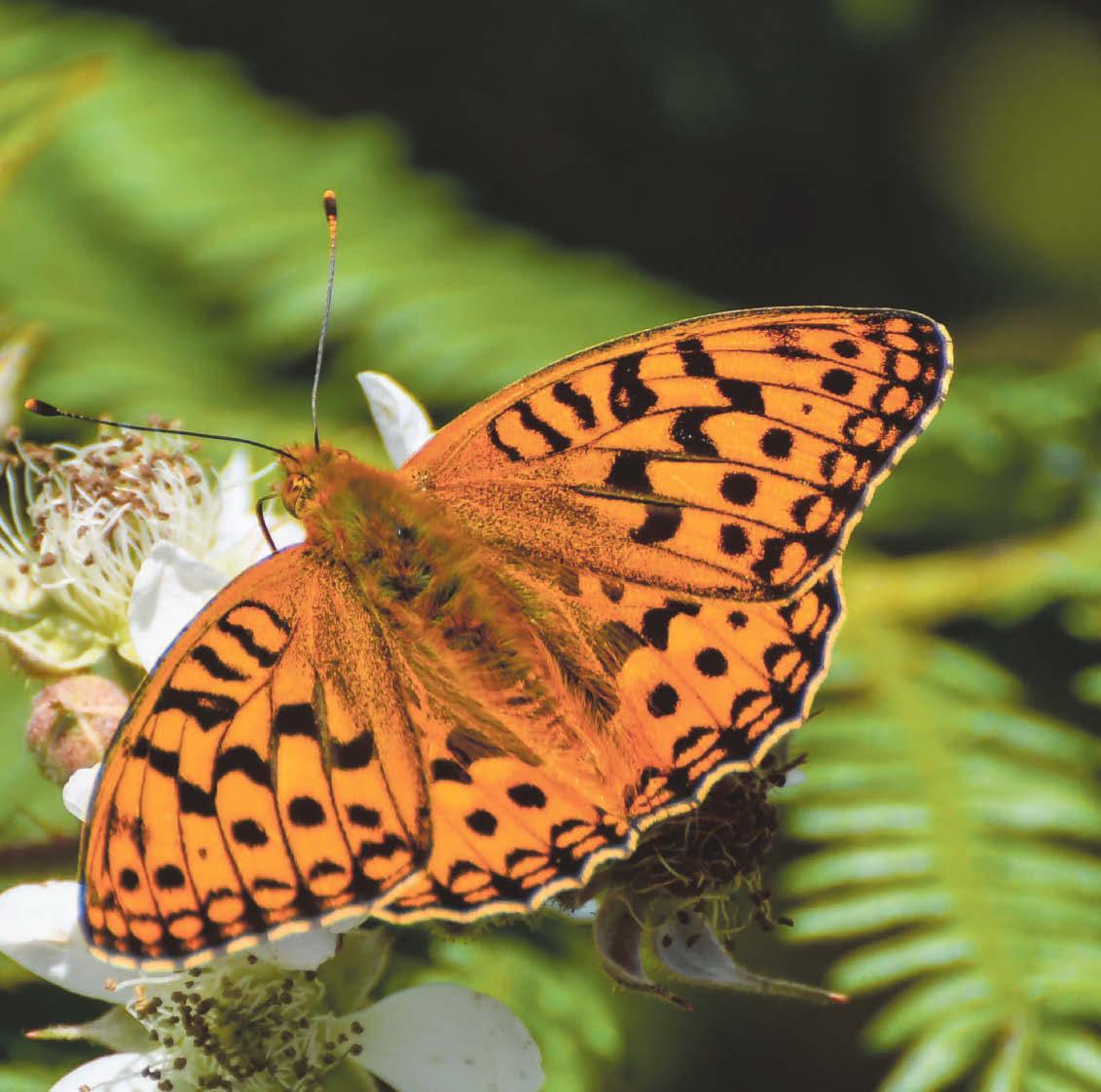 Bygythiad i rywogaethau