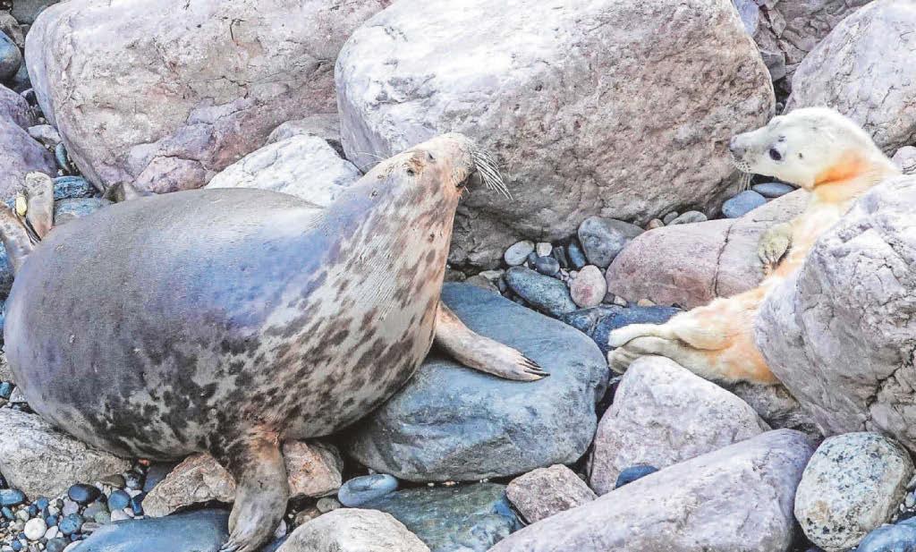 Orphan seal returned to wild is now a mum