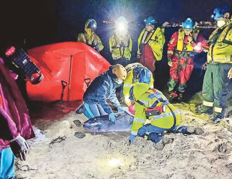 Sadness as experts can't save beached pygmy whale calf