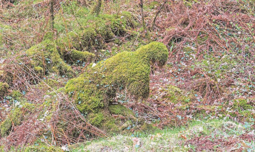 Creepy 'Moss Monster' that's scaring people in Eryri forest