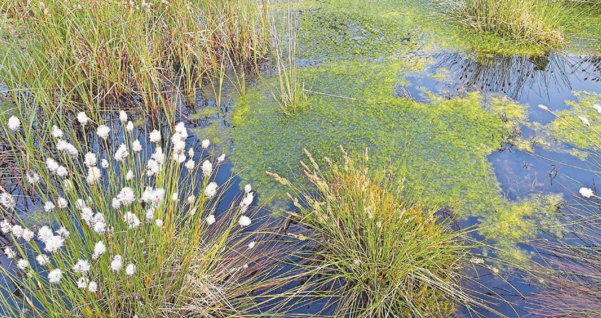 Wales triples peatland restoration targets in ambitious five-year plan