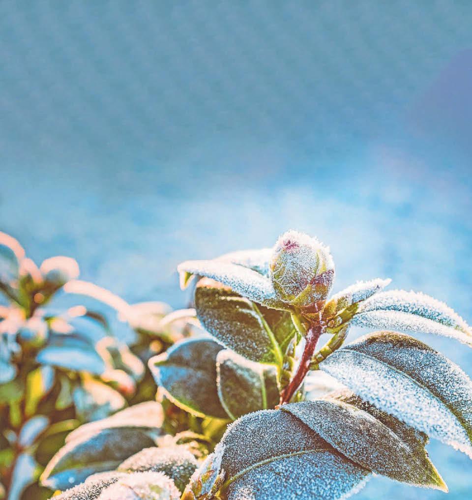 Little chance of a white Christmas, but cold on way