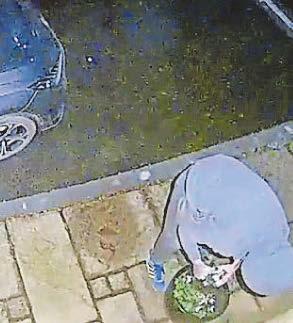 Grand theft agro... prowler ignores cars and swipes plants