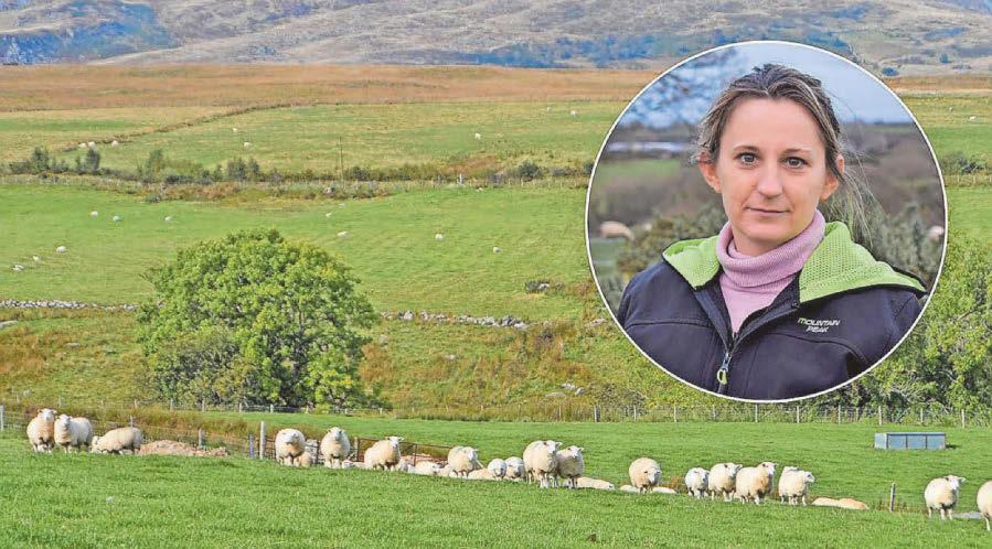 Welcome for new law toughening up on dog attacks on livestock