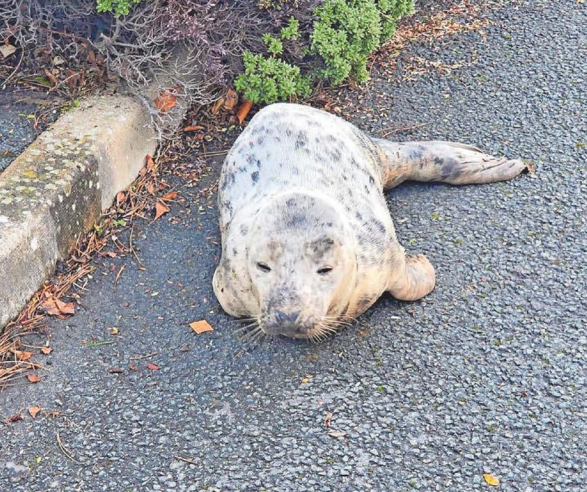 SEAL OF APPROVAL FOR QUAY HOTEL
