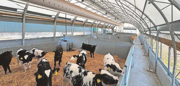 CEVEC calf housing research shows positive outcomes