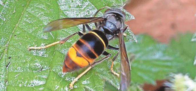 VIGILANCE URGED AGAINST YELLOW-LEGGED HORNET