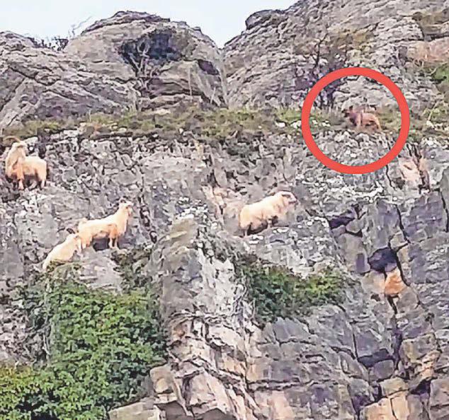 Alarm as dog seen harassing goats on cliff
