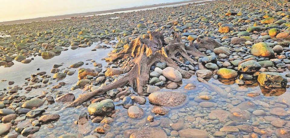 Sunken forests at beach revealed