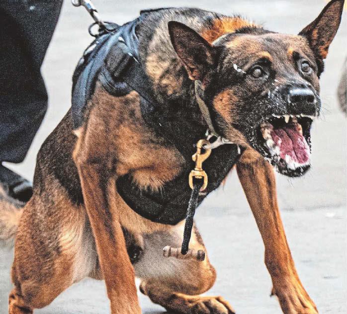 'Persuasive' police dog scales fence to help arrest suspect