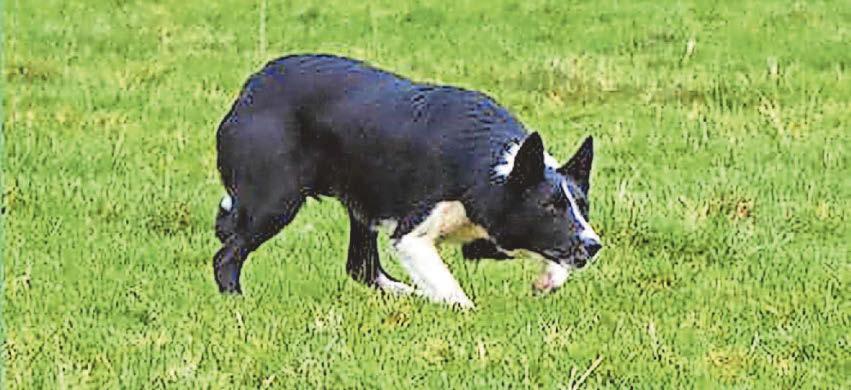 Strong entry and high demand in sheepdog auction