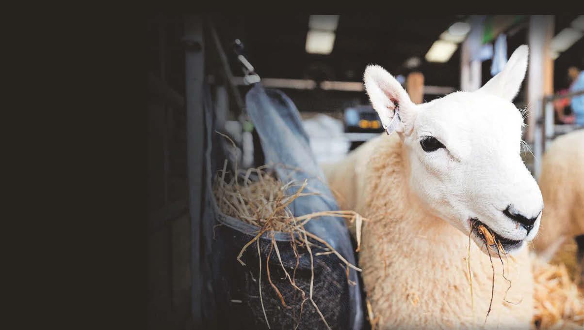 Sheep Village first for Royal Welsh Show
