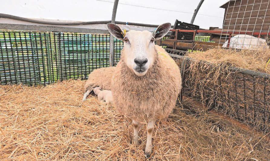 'Calcium deficiency control the key to protect investment'