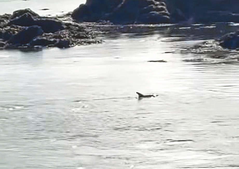 Walker's surprise as she encounters dolphin